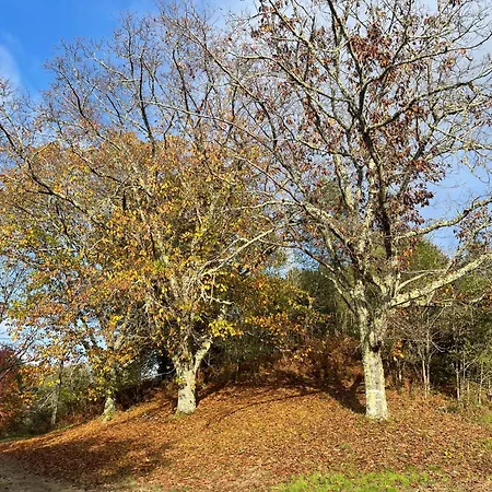 Le Domaine Du Martinet * Salles (Gironde)